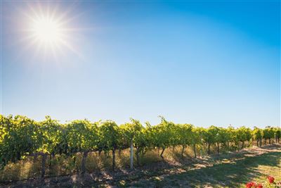Coonawarra Weinregion